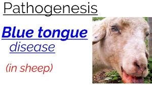 Understanding Bluetongue Disease: Causes, Symptoms & Control