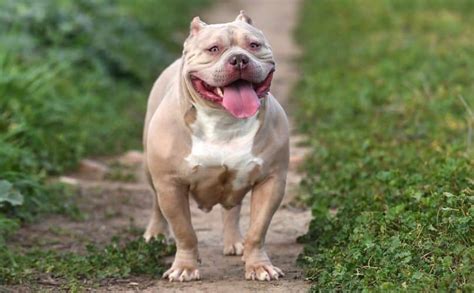 Image result for Dog CPR Algorithm