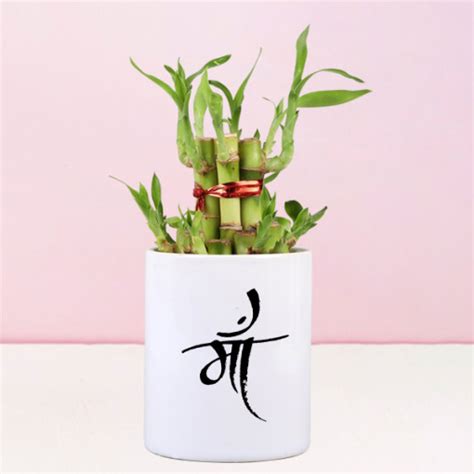 Buy Online Impressive Bamboo Plant Delivery | GoGift