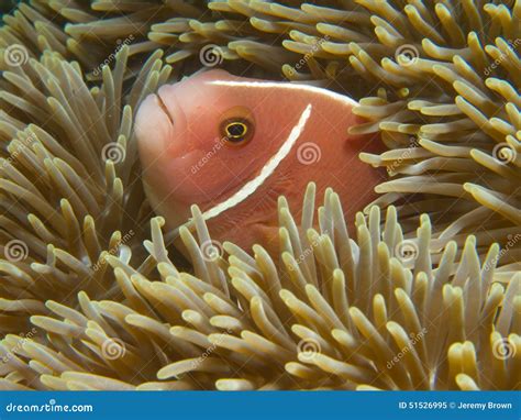 Pink skunk clownfish stock image. Image of bali, clownfish - 51526995