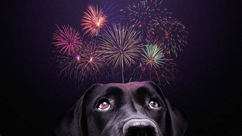 How to help dogs afraid of July 4th firework shows