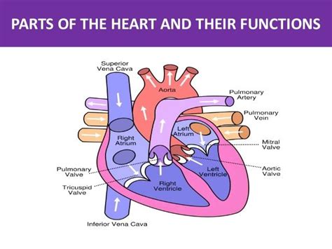 Tutorial of How a Heart Functions 的图像结果