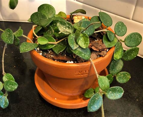 The Fastest Growing Hoya Varieties For Instant Jungle Vibes