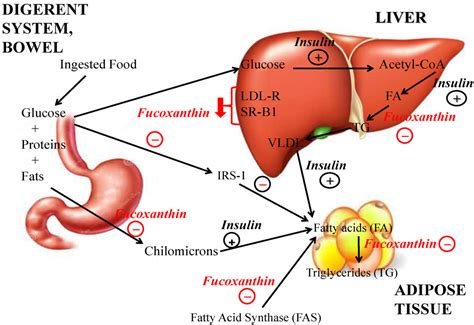 Anti-Obesity Activity of the Marine Carotenoid Fucoxanthin