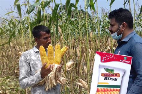 Dekalb Seed Corn 2023 | 7petals.in
