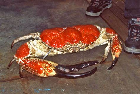 Tasmanian King Crab