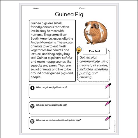 Guinea Pig | Reading Passage Comprehension Questions Writing Facts Wor ...