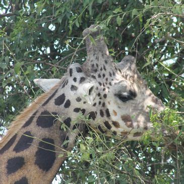 Experience the Ultimate Safari Adventure in Kenya