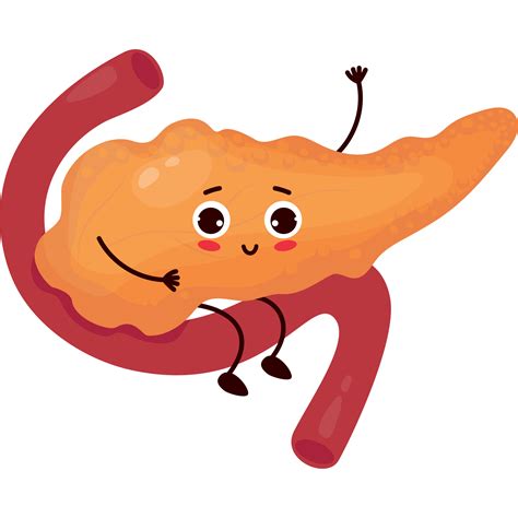 linda dibujos animados personaje Organo páncreas 23367109 PNG