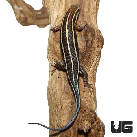 Blue Tailed Skinks For Sale - Underground Reptiles