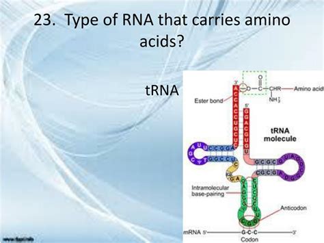 Image result for Complementary Protein Synthesis Strand