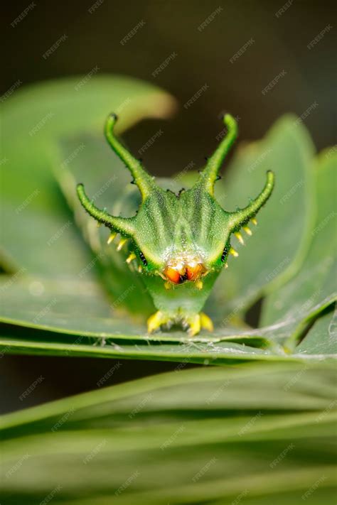 Japanese Emperor Caterpillar