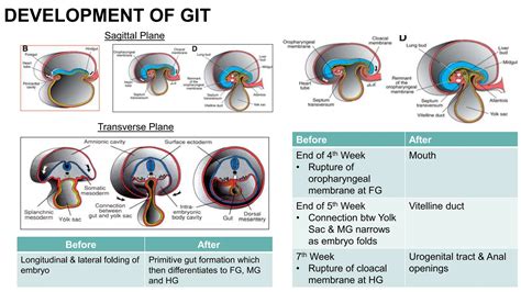 The Origins Of Git Embryology: A Deep Dive Into Early Development