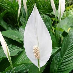 Metro Garden - Home |Top Wholesale nursery garden in kerala - Metro Garden