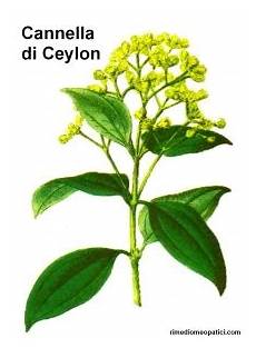 canella fiore cannella carciofo rimedi omeopatici canella fiore cannella carciofo rimedi omeopatici