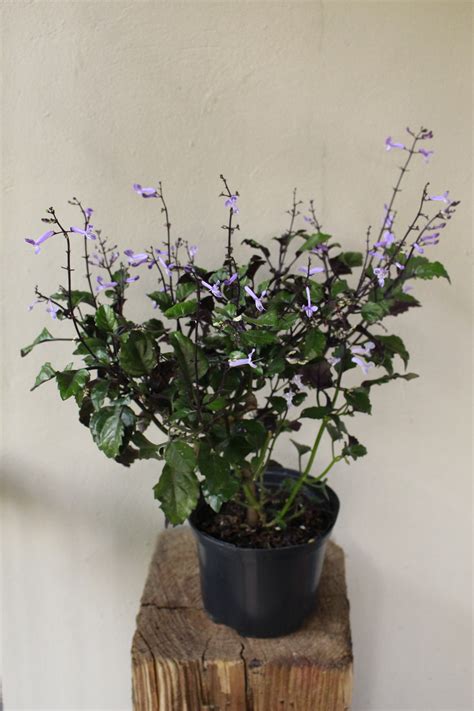 Plectranthus Mona Lavender South Africa