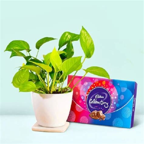 Order Money Plant With Chocolate online | Get same day delivery PAN ...