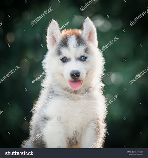 Siberian Husky Puppies With Different Colored Eyes