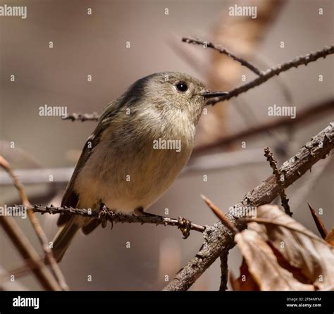 Ruby-crowned kinglet (Regulus calendula) - Hall County, Georgia. Ruby-crowned kinglet perched in ...