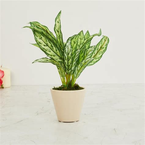 Buy Fiesta Beige Solid Artificial Potted Plant from Home Centre at just ...