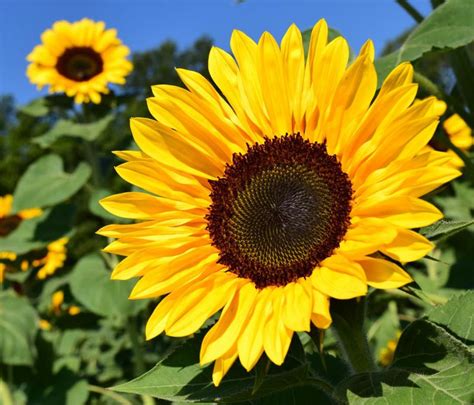 Image result for Sunflower Optimization Algorithm