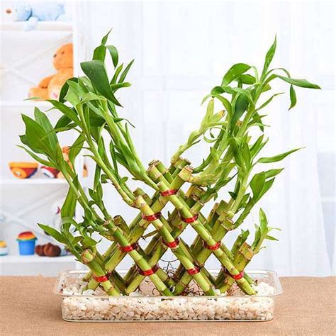 Buy 4 Layer Pyramid Lucky Bamboo in a Tray with Pebbles online from ...