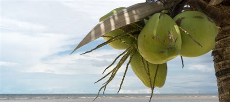 Cold Pressed Wooden Kolhu Coconut Oil | Nutrient rich coconut oil ...