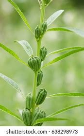 Image result for SE Samo Tree