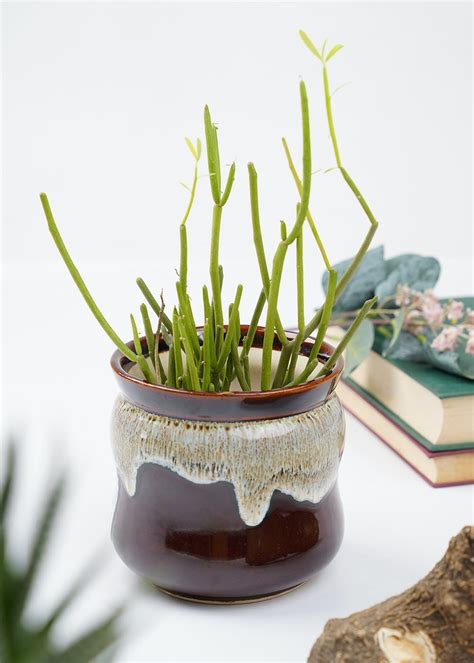 Get Little Pile Choco Pot at ₹ 799 | LBB Shop