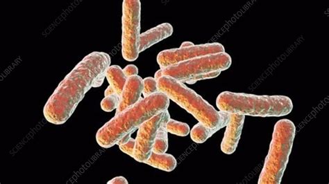 Image result for Bacteria Reproduction Animation