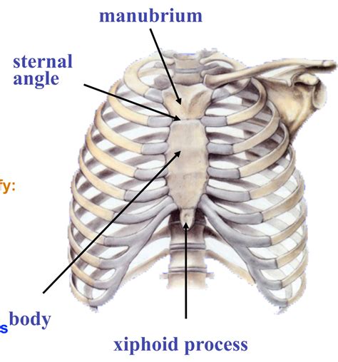 Sternal Angle Surface Anatomy