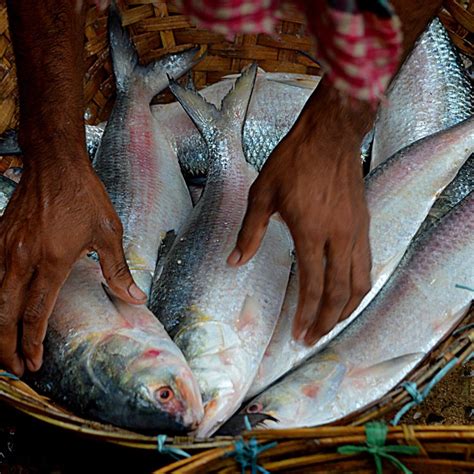 Bangladeshi Hilsa: ঝাঁকে ঝাঁকে ইলিশ মিলছে পদ্মায়, গঙ্গাপারেও আসছে ...