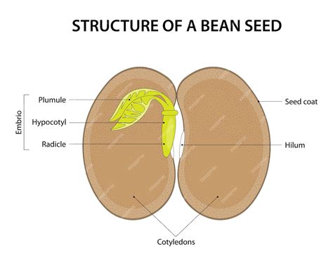 Premium Vector | Structure of a bean seed diagram labelled