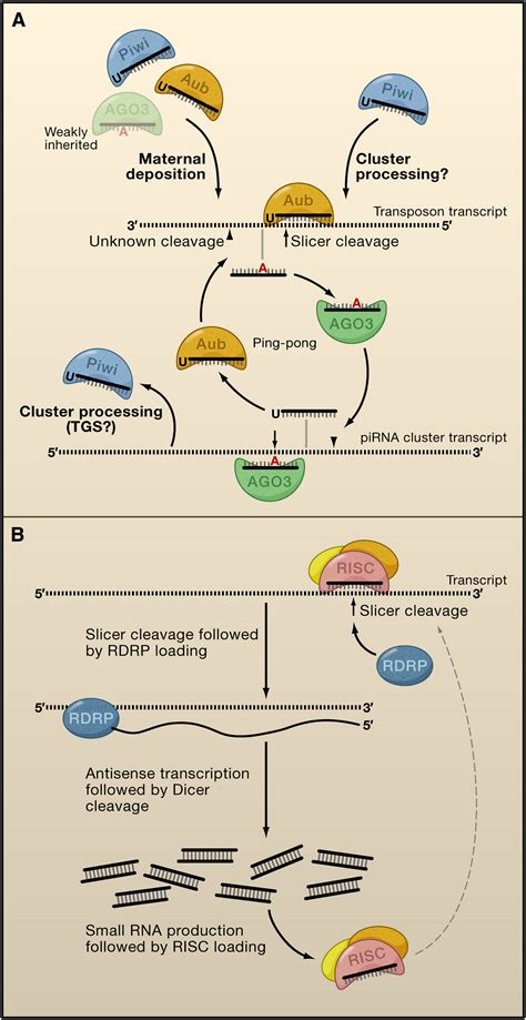 Small Activatingrna 的图像结果