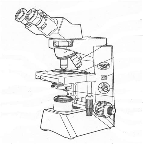 Image result for Compound Microscope Drawing Images