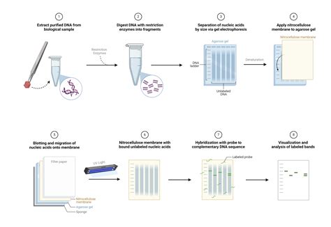 Southern Blot: Principles, Example Workflow, & Applications | AAT Bioquest