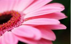 Wallpaper Of Pink Flower by Black And White Wallpapers Pink Flower Wallpaper Wallpaper Of Pink Flower