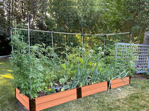 Raised Garden Bed Bean Trellis at Chelsea Frome blog