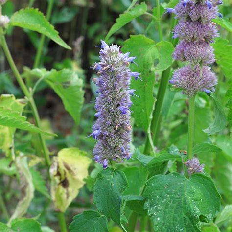 Korean Mint (Agastache rugosa) organic seeds