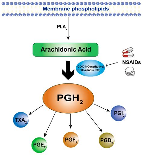 Exploring COX-Independent Pathways: A Novel Approach for Meloxicam and ...