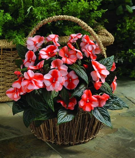 Impatiens New Guinea Florific™ Sweet Orange F1