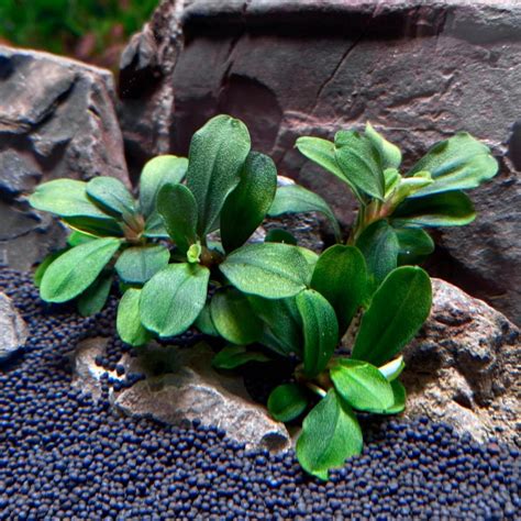 Buy Bucephalandra Online With Low Price & Fast Shipping – Best4Pets