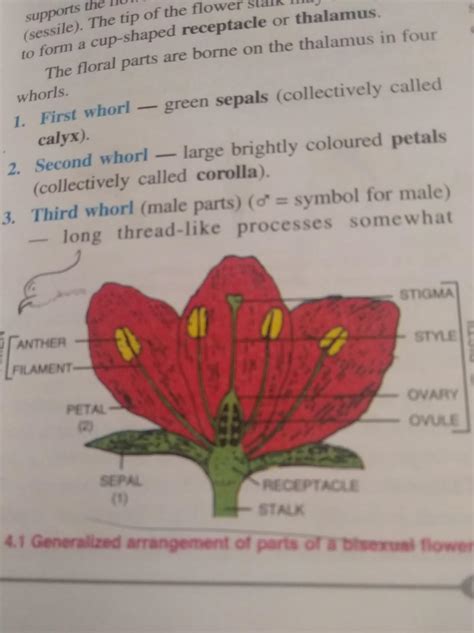 what is complete flower write the names of different part of a flower ...