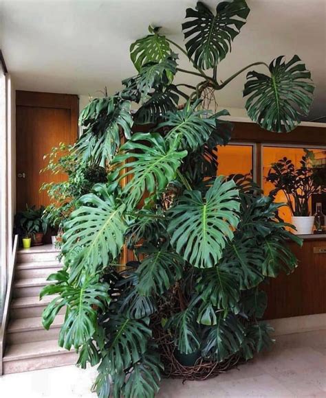 GIANT MONSTERA - Google Search | Plants, Plant aesthetic, House plants