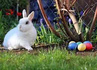 Image result for Adorable Easter Bunny Cartoon