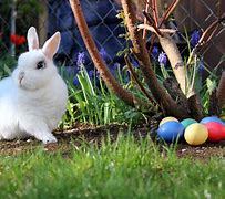 Image result for Spring Easter Bunny