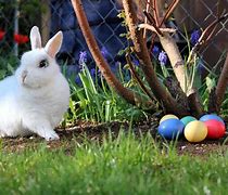 Image result for Biggest Easter Bunny