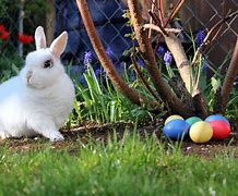 Image result for Easter Images with Rabbit