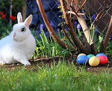 Image result for Easter Bunny Pics Free