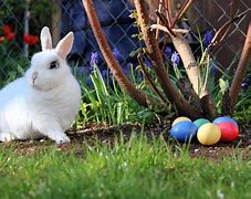 Image result for High Quality Easter Bunny